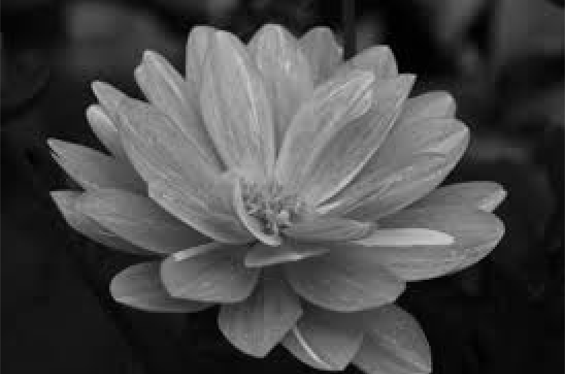 uncolorized flower image